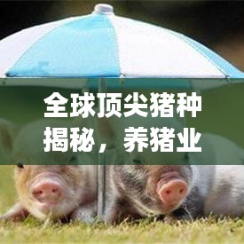 全球顶尖猪种揭秘，养猪业的辉煌成就与未来展望