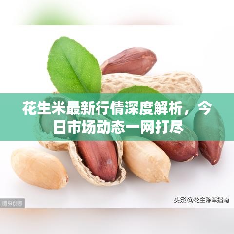 花生米最新行情深度解析，今日市场动态一网打尽