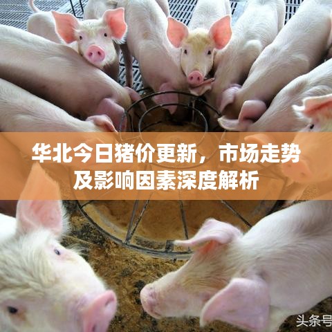华北今日猪价更新，市场走势及影响因素深度解析