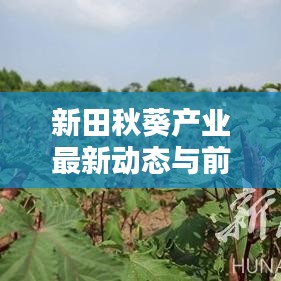 新田秋葵产业最新动态与前景探索，新闻头条热议秋葵产业崛起