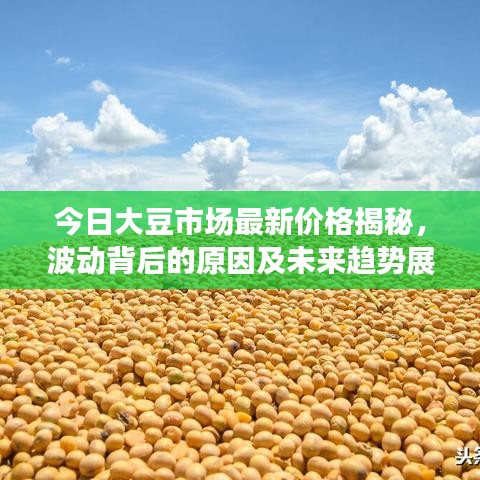 今日大豆市场最新价格揭秘，波动背后的原因及未来趋势展望