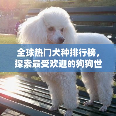 全球热门犬种排行榜，探索最受欢迎的狗狗世界