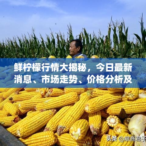 鲜柠檬行情大揭秘，今日最新消息、市场走势、价格分析及未来趋势展望