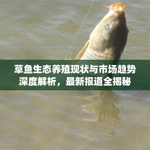 草鱼生态养殖现状与市场趋势深度解析，最新报道全揭秘