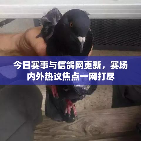 今日赛事与信鸽网更新，赛场内外热议焦点一网打尽