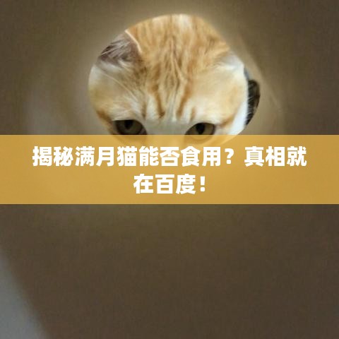 揭秘满月猫能否食用？真相就在百度！