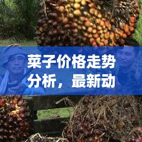 菜子价格走势分析，最新动态、未来展望及市场趋势揭秘