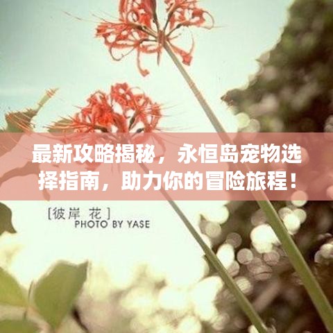 最新攻略揭秘，永恒岛宠物选择指南，助力你的冒险旅程！