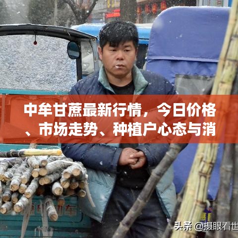 中牟甘蔗最新行情，今日价格、市场走势、种植户心态与消费趋势深度解析