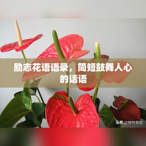 励志花语语录，简短鼓舞人心的话语
