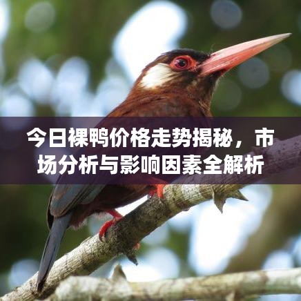 今日裸鸭价格走势揭秘，市场分析与影响因素全解析