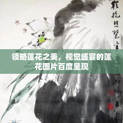 领略莲花之美，视觉盛宴的莲花图片百度呈现