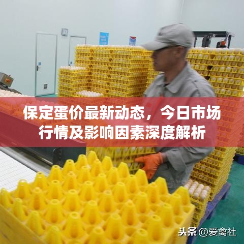 保定蛋价最新动态，今日市场行情及影响因素深度解析
