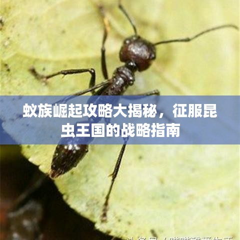 蚁族崛起攻略大揭秘，征服昆虫王国的战略指南