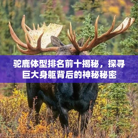 驼鹿体型排名前十揭秘，探寻巨大身躯背后的神秘秘密