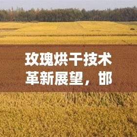玫瑰烘干技术革新展望，邯郸新闻网头条揭秘未来趋势