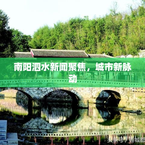 南阳泗水新闻聚焦，城市新脉动