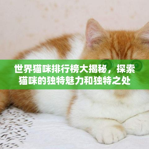 世界猫咪排行榜大揭秘，探索猫咪的独特魅力和独特之处