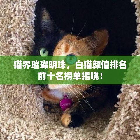 猫界璀璨明珠，白猫颜值排名前十名榜单揭晓！