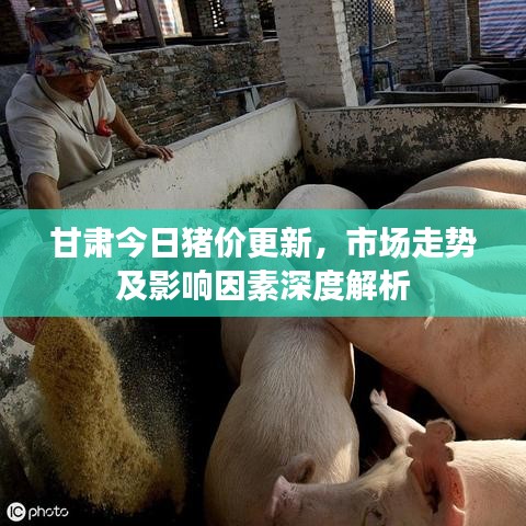 甘肃今日猪价更新，市场走势及影响因素深度解析