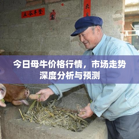 今日母牛价格行情，市场走势深度分析与预测