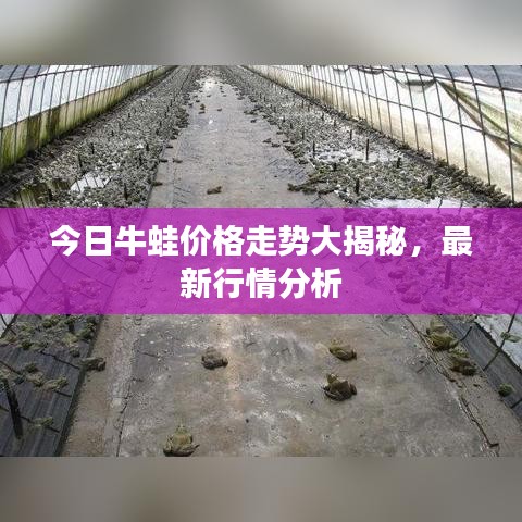 今日牛蛙价格走势大揭秘，最新行情分析