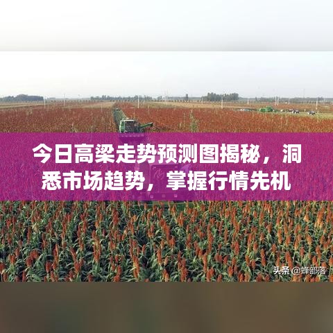 今日高梁走势预测图揭秘，洞悉市场趋势，掌握行情先机