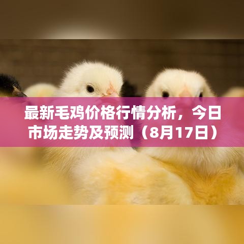 最新毛鸡价格行情分析，今日市场走势及预测（8月17日）