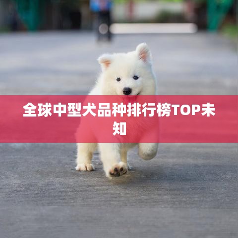 全球中型犬品种排行榜TOP未知
