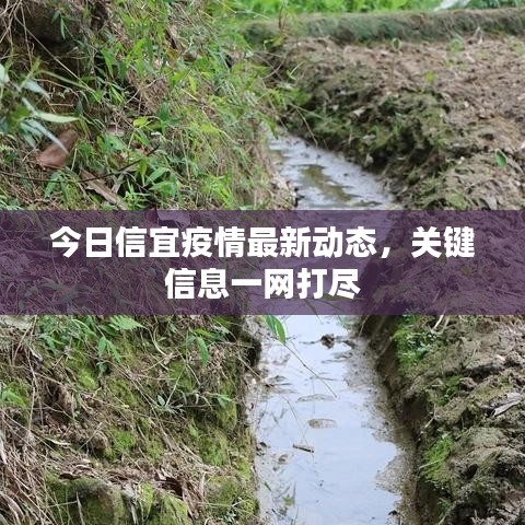 今日信宜疫情最新动态，关键信息一网打尽