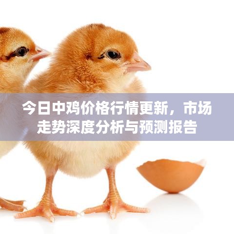今日中鸡价格行情更新，市场走势深度分析与预测报告