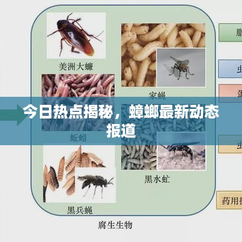 今日热点揭秘，蟑螂最新动态报道