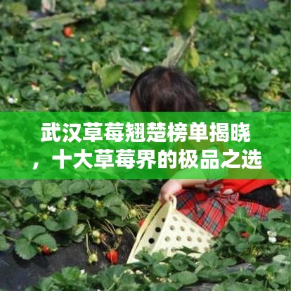 武汉草莓翘楚榜单揭晓，十大草莓界的极品之选！