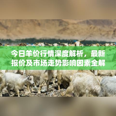 今日羊价行情深度解析，最新报价及市场走势影响因素全解析