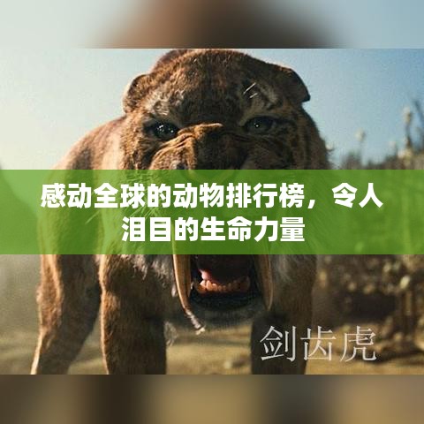 感动全球的动物排行榜，令人泪目的生命力量