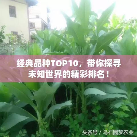 经典品种TOP10，带你探寻未知世界的精彩排名！