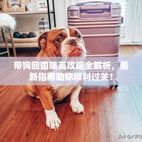 带狗回国隔离攻略全解析，最新指南助你顺利过关！