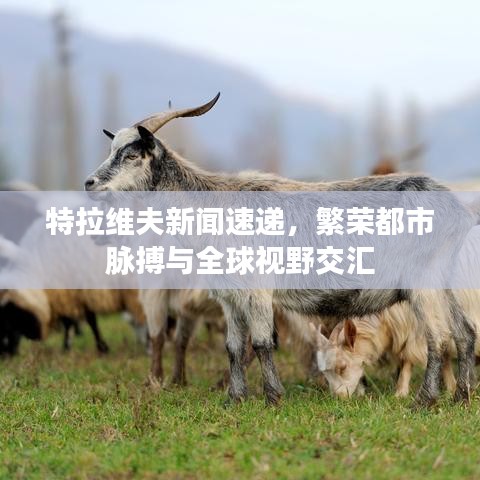 特拉维夫新闻速递，繁荣都市脉搏与全球视野交汇