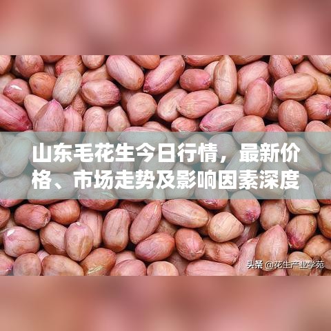 山东毛花生今日行情，最新价格、市场走势及影响因素深度解析