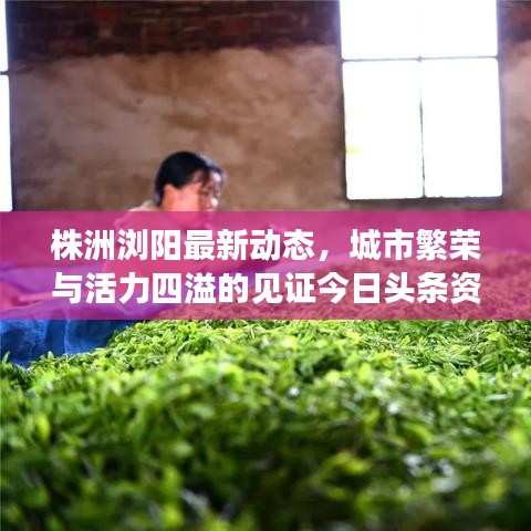 株洲浏阳最新动态，城市繁荣与活力四溢的见证今日头条资讯