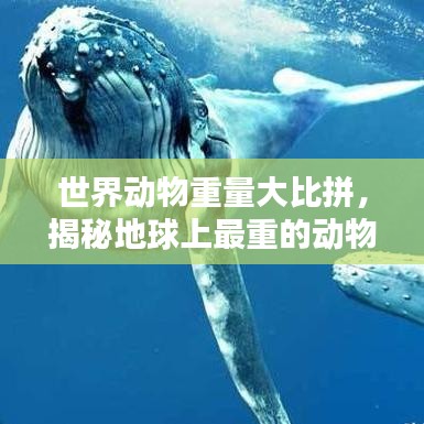 世界动物重量大比拼，揭秘地球上最重的动物榜单！