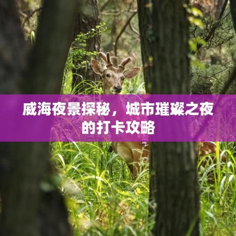威海夜景探秘，城市璀璨之夜的打卡攻略