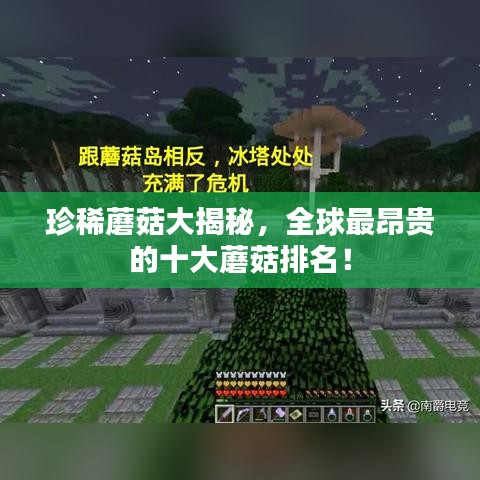 珍稀蘑菇大揭秘，全球最昂贵的十大蘑菇排名！