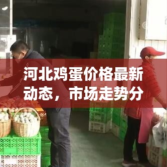河北鸡蛋价格最新动态，市场走势分析、预测与影响因素探讨