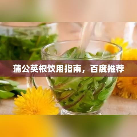 蒲公英根饮用指南，百度推荐