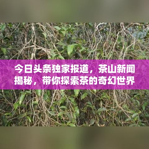 今日头条独家报道，茶山新闻揭秘，带你探索茶的奇幻世界，体验最新风貌