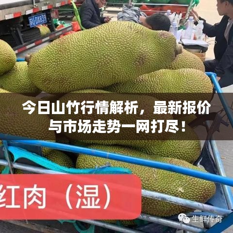 今日山竹行情解析，最新报价与市场走势一网打尽！