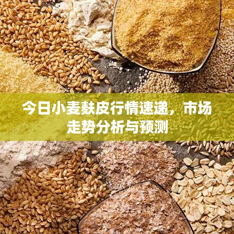 今日小麦麸皮行情速递，市场走势分析与预测