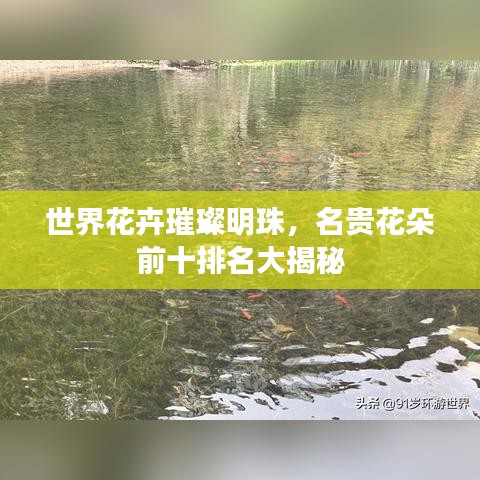 世界花卉璀璨明珠，名贵花朵前十排名大揭秘