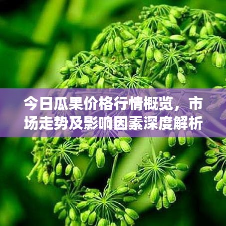 今日瓜果价格行情概览，市场走势及影响因素深度解析